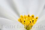 Naturdesign,Blüte,Formen und Farben,Bildgestaltung,Blume,weiss-gelb